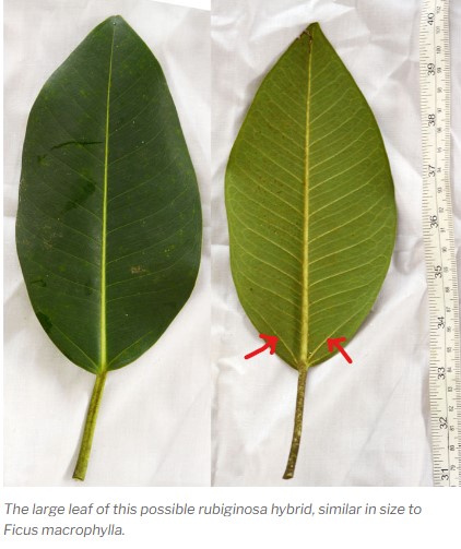 Quale Ficus?  Ficus rubiginosa o  suo ibrido